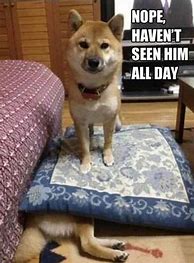 Image result for Cute Funny Animal Quotes
