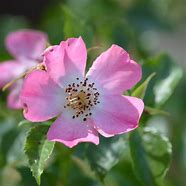 Image result for Avalanche Rose