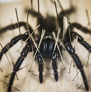 Image result for Arachnologist