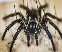 Image result for Brumer Megabi French Arachnologist