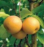 Image result for Pyrus pyrifolia Hosui