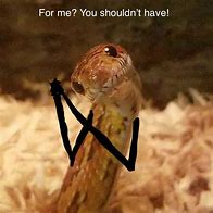 Image result for Australia Snake Memes