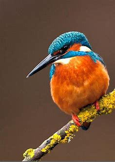 Colorful birds, Kingfisher, Birds