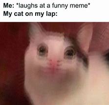 Image result for Cat Ignoring Meme