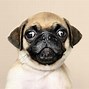 Image result for Dog Doing Puppy Eyes