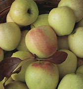 Image result for Yellow Golden Delicious Apples