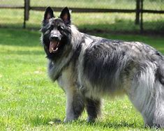 Image result for Shiloh German Shepherd Dog