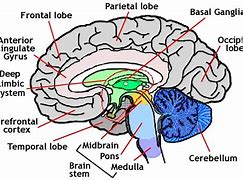 Image result for Human Brain Chart