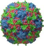 Image result for Poliovirus