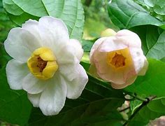 Image result for Sinocalycanthus chinensis