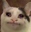 Image result for Crying Cat Meme