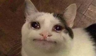Image result for Crying Cat Meme iFunny