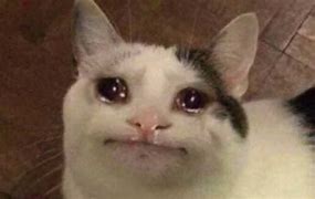 Image result for Cat Crying Laughing Meme