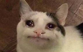 Image result for Crying Cat Finance Meme