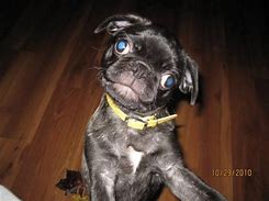 Image result for Black Pug with Blue Eyes