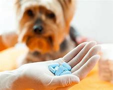 Image result for Dog Taking Pills