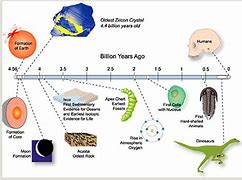 Image result for Biological Timeline