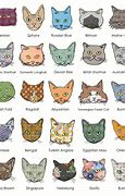 Image result for Different Kinds of Cats