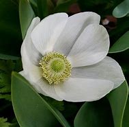 Image result for Plant of the Week Feature