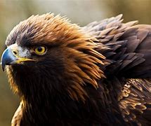 Image result for Golden Eagles Bird Prey
