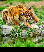 Image result for Tiger Cubs Eating