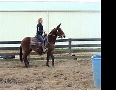 Image result for Quarter Horse Mule