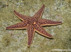 Image result for asterias amurensis