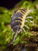 Image result for Parasitic Isopod
