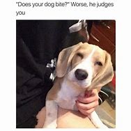 Image result for Instagram Dog Memes