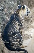 Image result for Rare Black Tiger