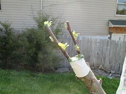 Image result for Grafting Old Apple Trees
