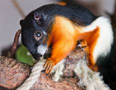 Image result for Best Exotic Pets