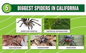 Image result for Biggest Spider in California