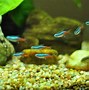 Image result for Freshwater Fish Swimming