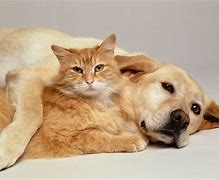 Image result for Hilarious Dog and Cat