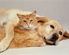 Image result for Cute Cats and Dogs Funny