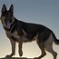 Image result for German Shepherd Protective