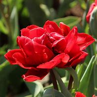 Image result for Tulipa Red Princess