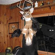 Image result for Funny Taxidermy Deer Mounts
