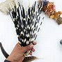 Image result for African Porcupine Quills