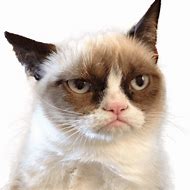 Image result for Grumpy Cat Transparent