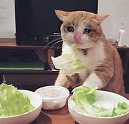 Image result for Sad Cat Meme Picture