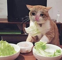 Image result for Cat Sad Cry Meme