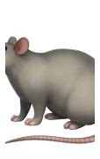 Image result for Lots of Rats