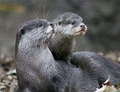 Image result for Otter Animal Is Good for Petting