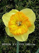 Image result for Narcissus Berlin
