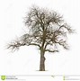 Image result for Apple Tree Transparent Background