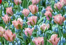 Image result for Tulipa China Town