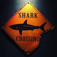 Image result for Shark POG Meme