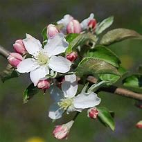 Image result for Honeycrisp Apple Tree Bloom